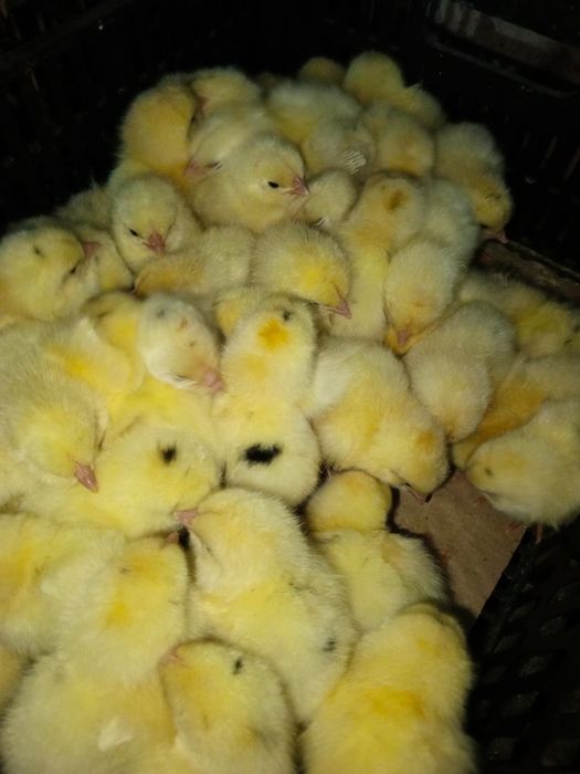 Sindi jojala 2000mindan