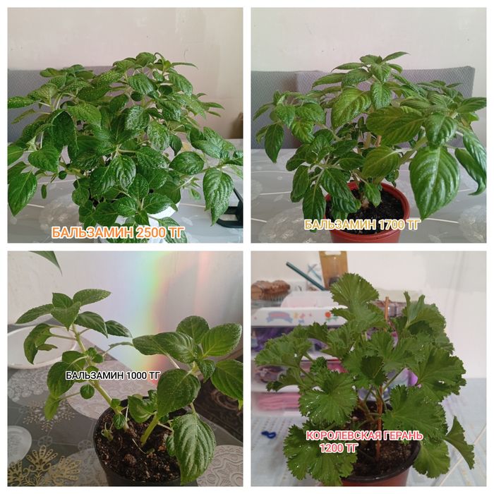 Продам домашние цветы