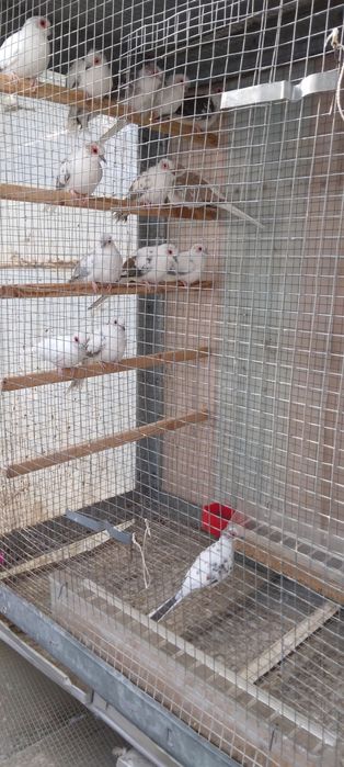 Диамантени гугутки