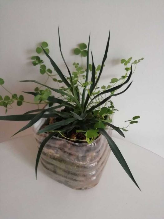 Мальва махровая, ирисы , дуб каштан, смородина, клубника