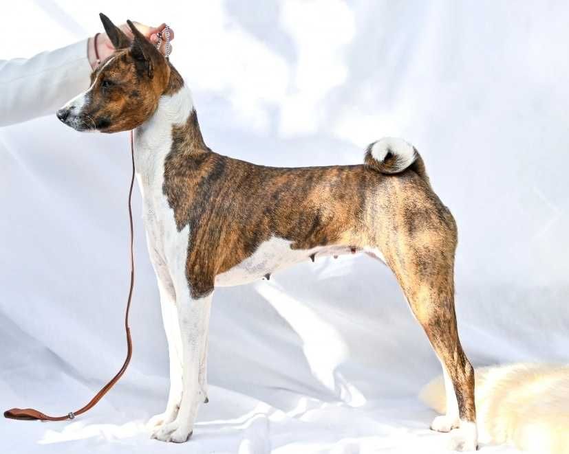 Basenji 3 ani, female,
