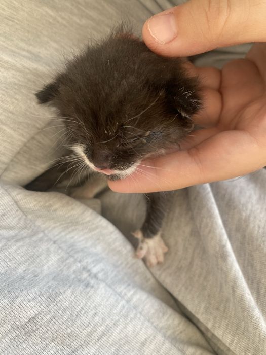 Новорожденнный котенок