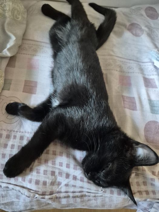 Котенок 3 мес,  крысолов,  девочка.