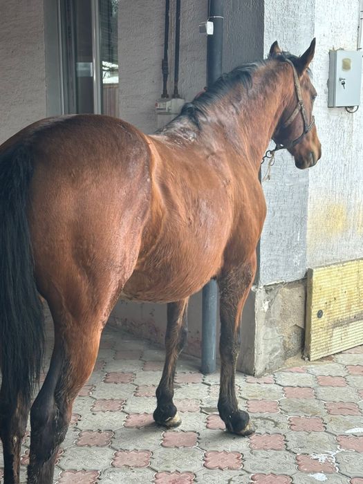 Айғыр айгыр лошдь конь жеребец жылқы