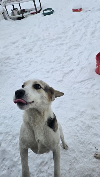 Cățel/Cățeii spre adopție