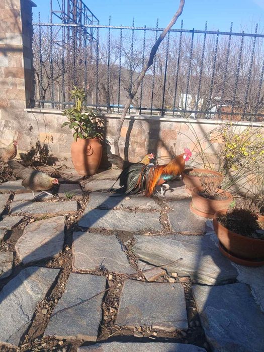 Продавам оплодени яйца от декоративни кокошки Феникс