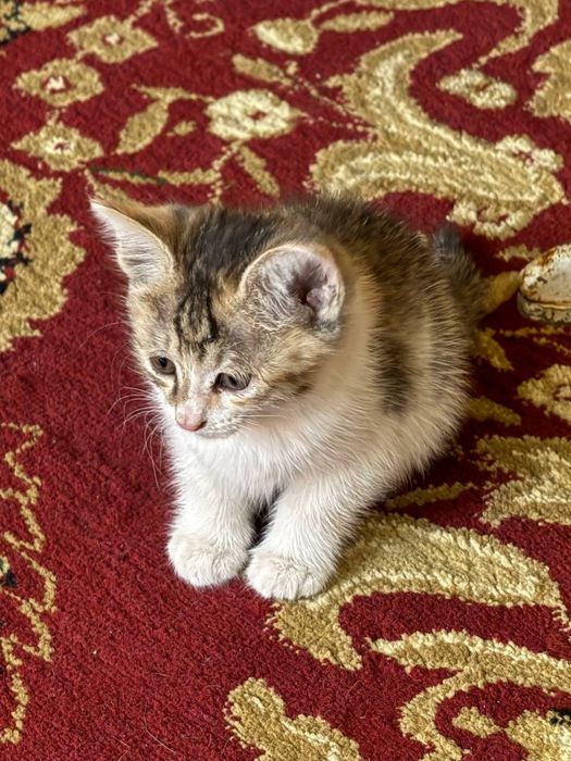 Отдам в добрые руки