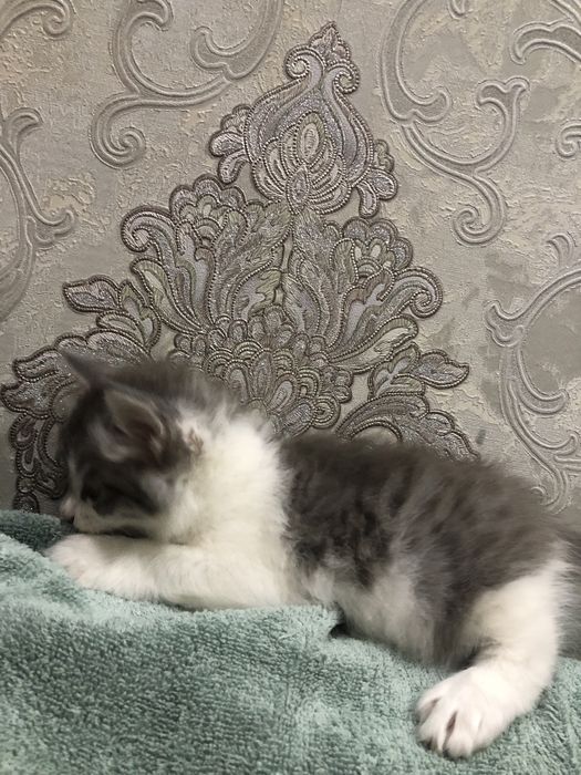 Oquseriysi heyland juda mexribon va shox scotish strayt juda aqqli