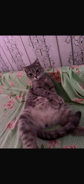 Отдам милую девочку кошку