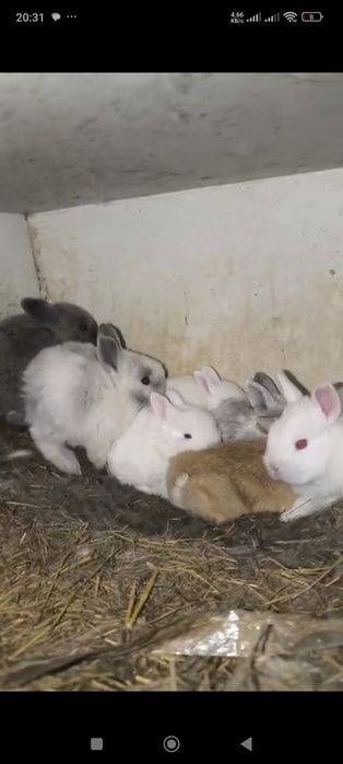 Продам декоративных кроликов