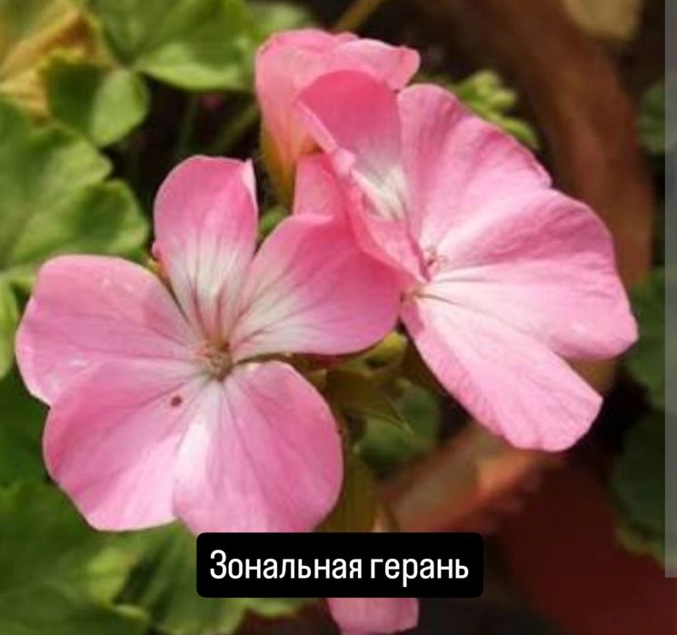 Каланхое отросток