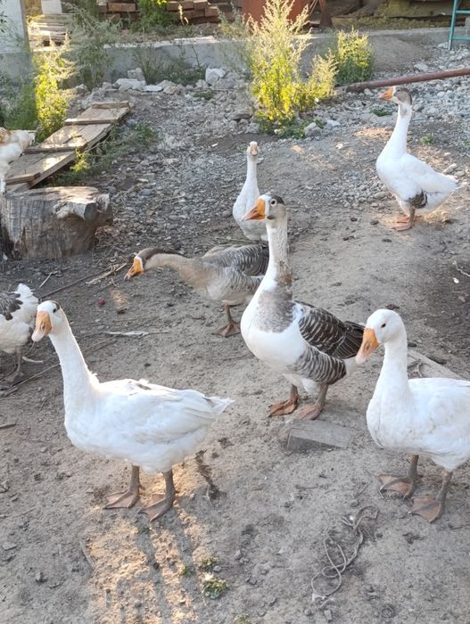 Продам  гусей...