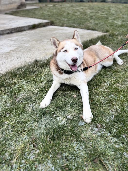 Donez femela Husky Siberian