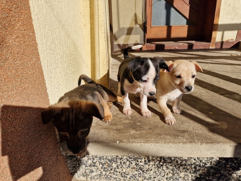 Подарявам ваксинирани кученца