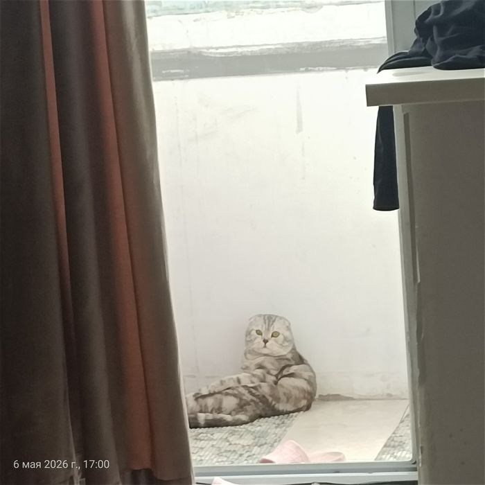 Шотландская вислоухая