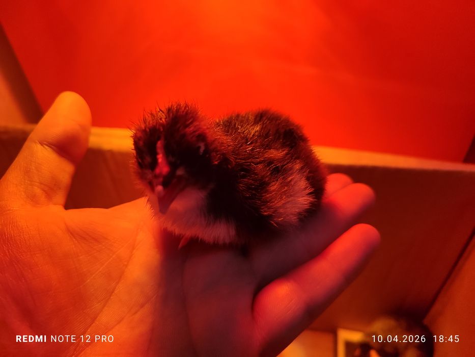 Жужа 1 кунлик узимники хонаки кора товукларни жужалврихам бор