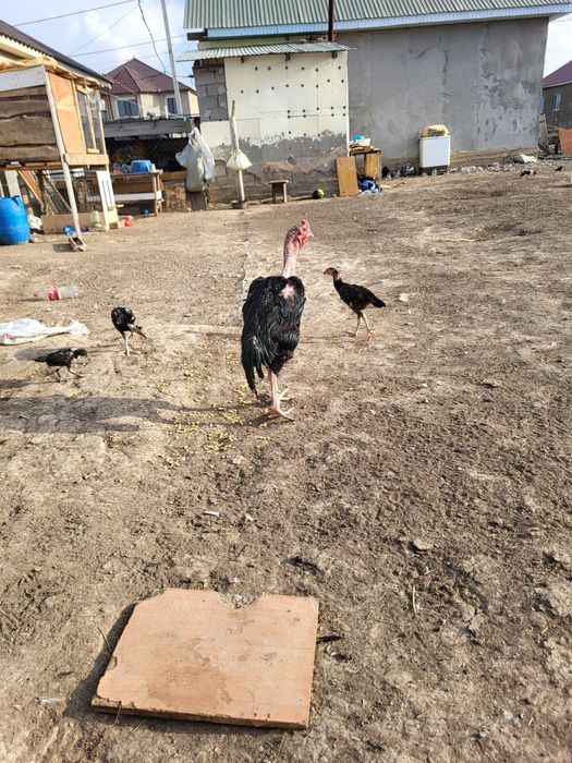 Сатамын кораз 6кг 17000