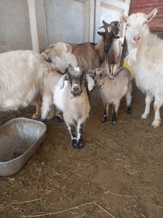 Лақ текелер сатылады