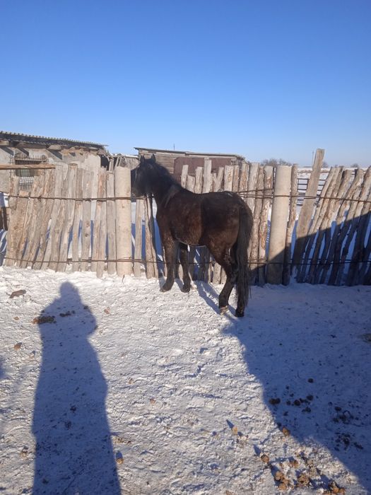 Байтал сатам семиз бармак казысы бар