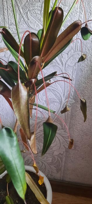 Продам цветок Кодиеум