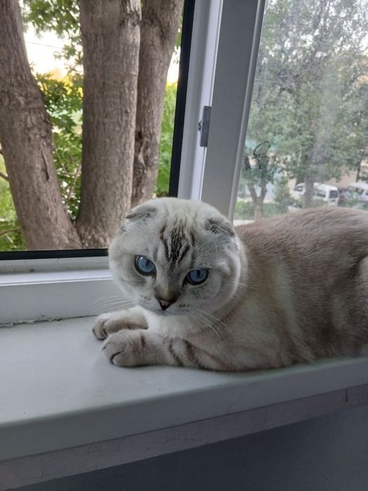 Шотландский вислоухий кот приглашает  вязку 
Предлагается к вязке