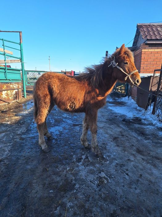 Продам жеребёнка .