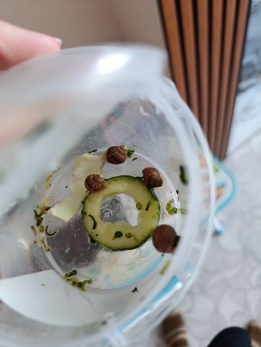 Отдам бесплатно улиточки ахатин