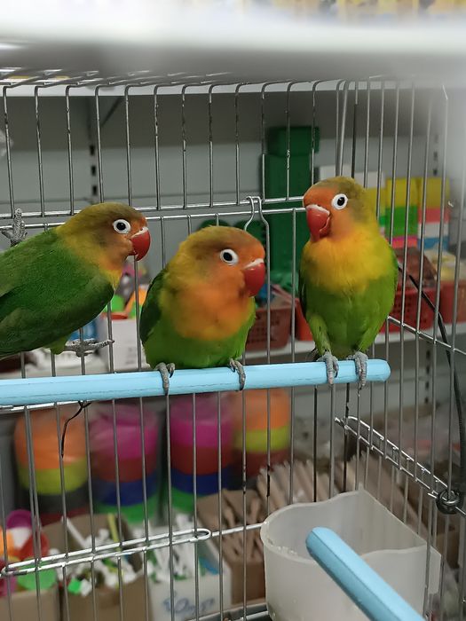 Неразлучники Фишер