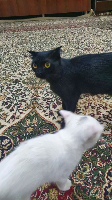 Mushukchalarni ehsonga beramiz.