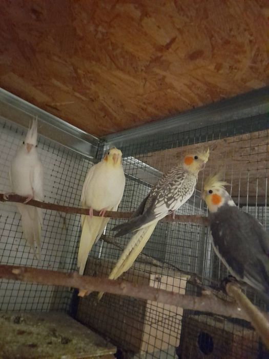 Diferite specii de papagali