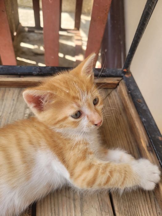 Подарявам малко котенце