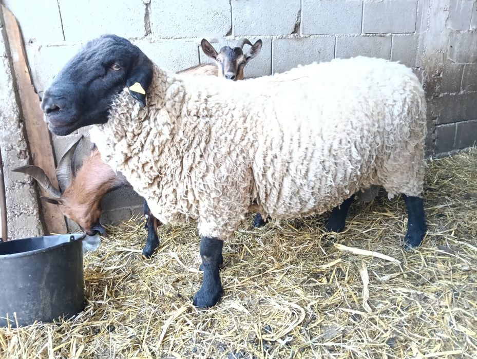 Vand berbec rasa Suffolk  in varsta de 2 ani