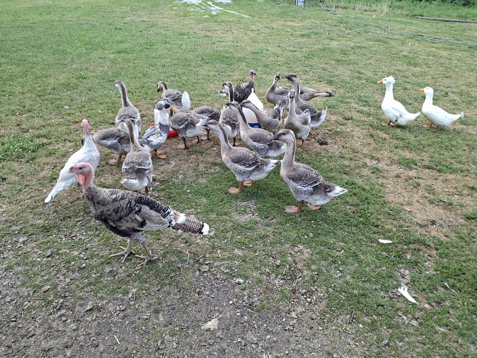 Vând gâște Africane ( leșești)