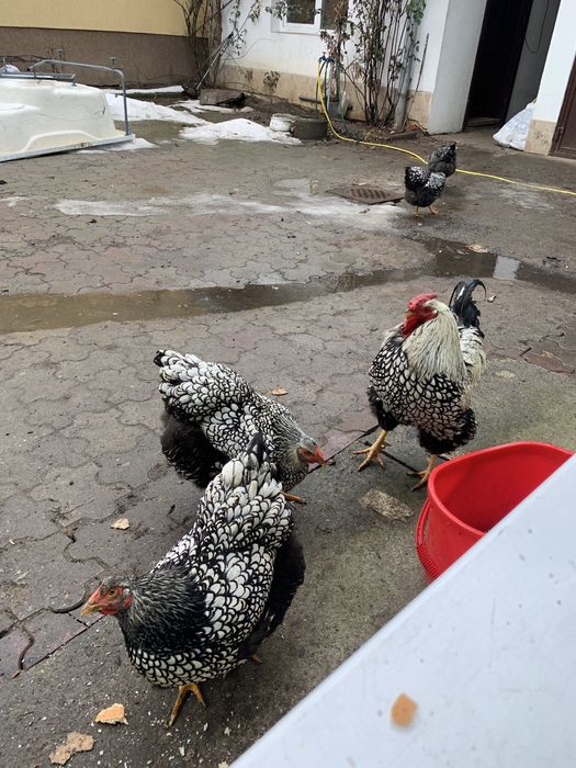 Vand familie gaini rasa Wiandotte argintiu