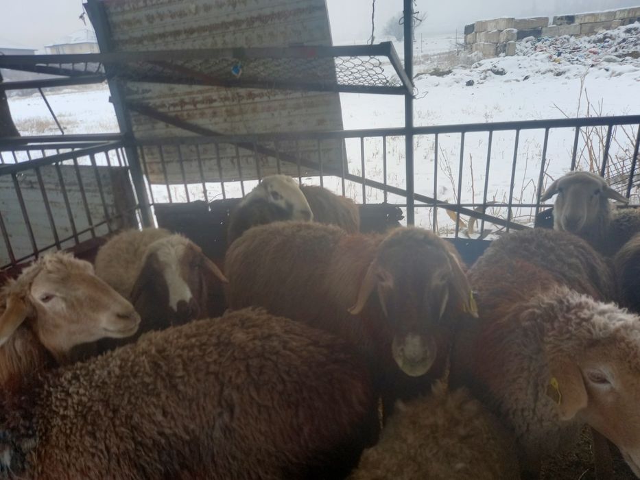 Бараны на выбор. Отборные бараны