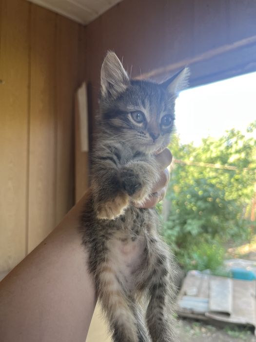 Котята 2-мальчика,2-девочки отдалим даром