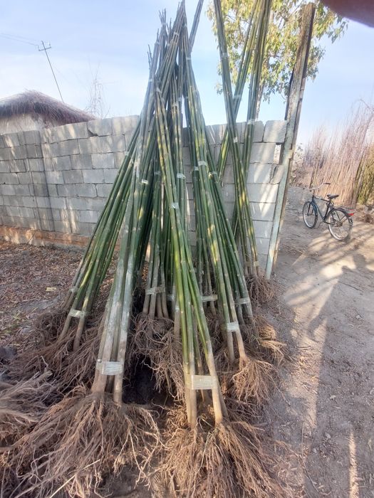 Каталпа Акатсия Yasin Yapon sakurasi Pavlovniya Кайрагоч бор