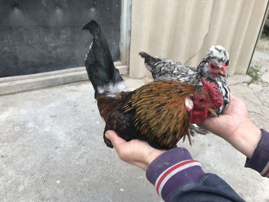 Карликовые куры     .