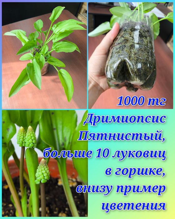 Бильбергия, Дримиопсис и другие