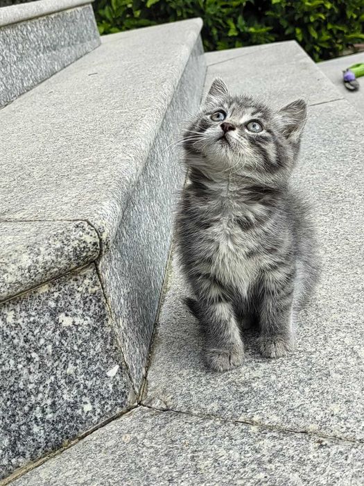 Милый котёнок ищет   дом