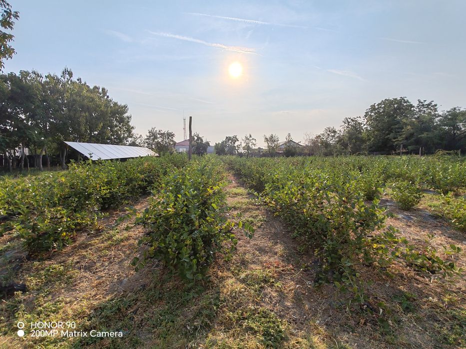 Fructe de Aronia BIO