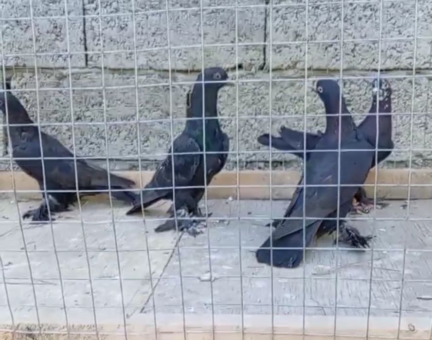 Кора кабутар, кафтар, голуби черный