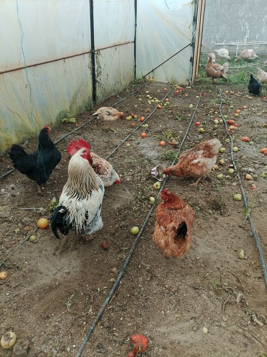 Vand găini crescute bio