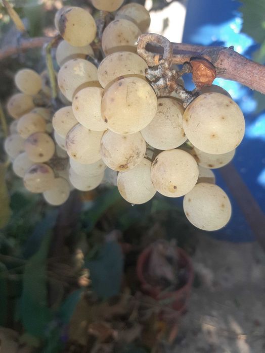 Vand struguri de casa pentru vin