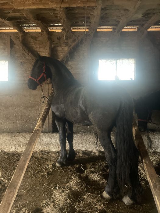 Vand armasar frizian 3,5ani talie mare