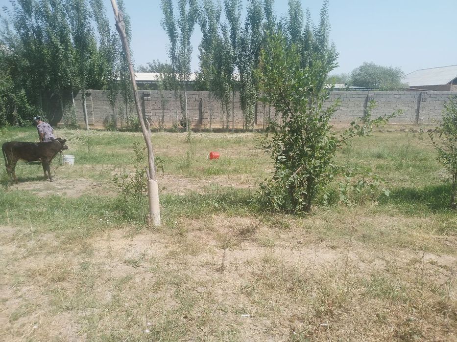 Chiroqchi kishmishtepa maxallasida yir uchastkasi sotiladi