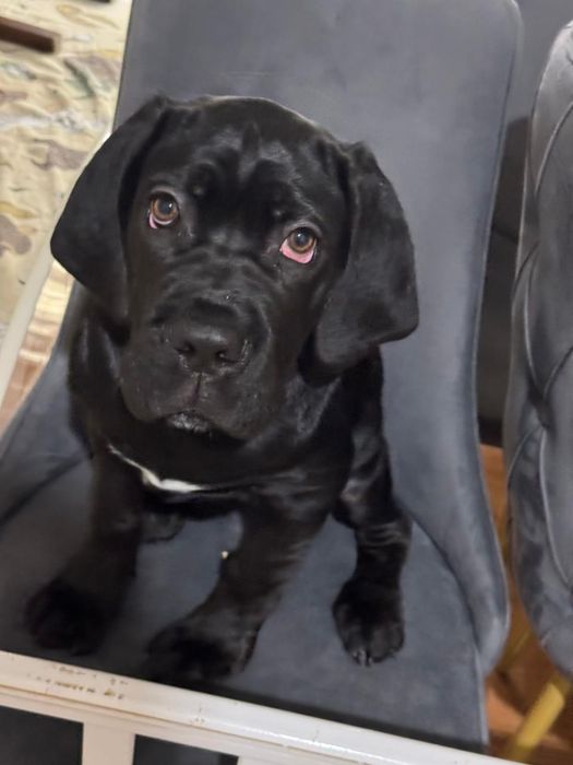 Продам щенка породы Кане Корсо