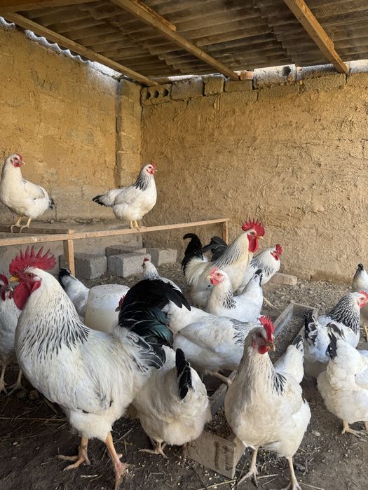 Adler Tovuqlar Tuxumi Bor