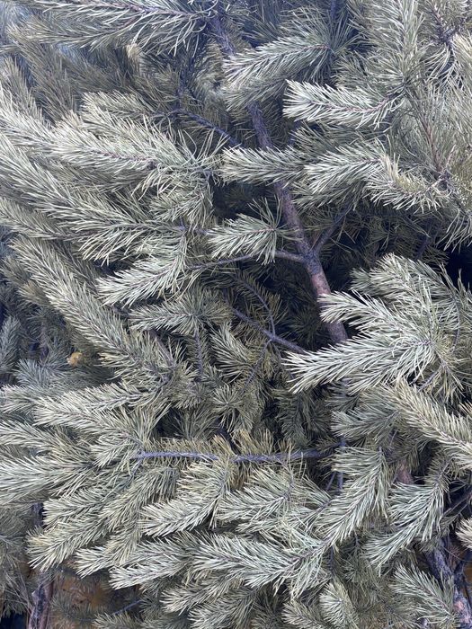 Сосна сатылады..