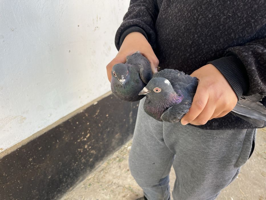 Кептер бар барник 2500 парник жок 1000